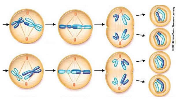 Kısaca mayoz ve mitoz hücre bölünmesi